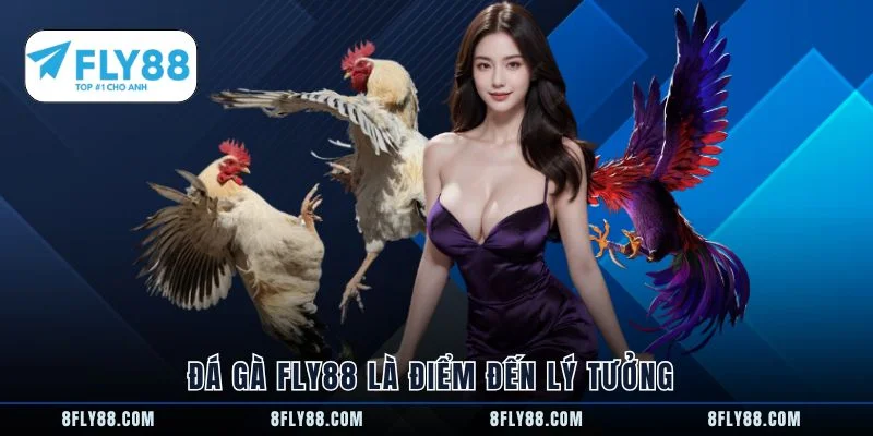 Đá gà FLY88 là điểm đến lý tưởng