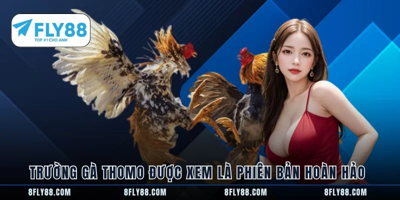 Trường gà thomo được xem là phiên bản hoàn hảo